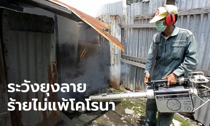 ภัยเงียบท่ามกลางโควิด ปีนี้ "ไข้เลือดออก" คร่าชีวิตแล้ว 6 ราย ป่วย 8,746 ราย